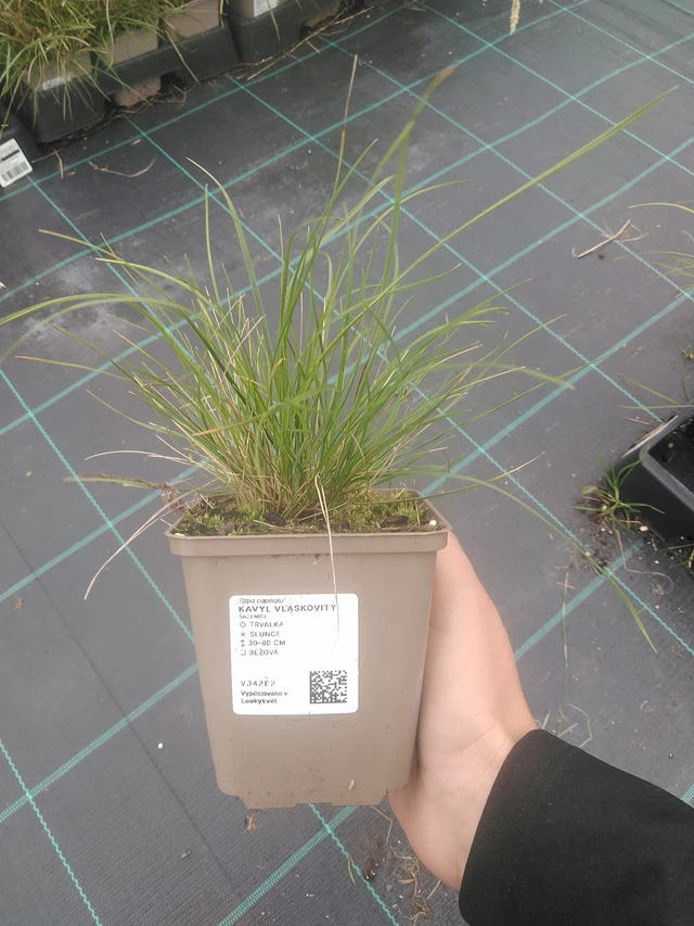 Töyhtövilja vláskovitý - 10. 10. 2025