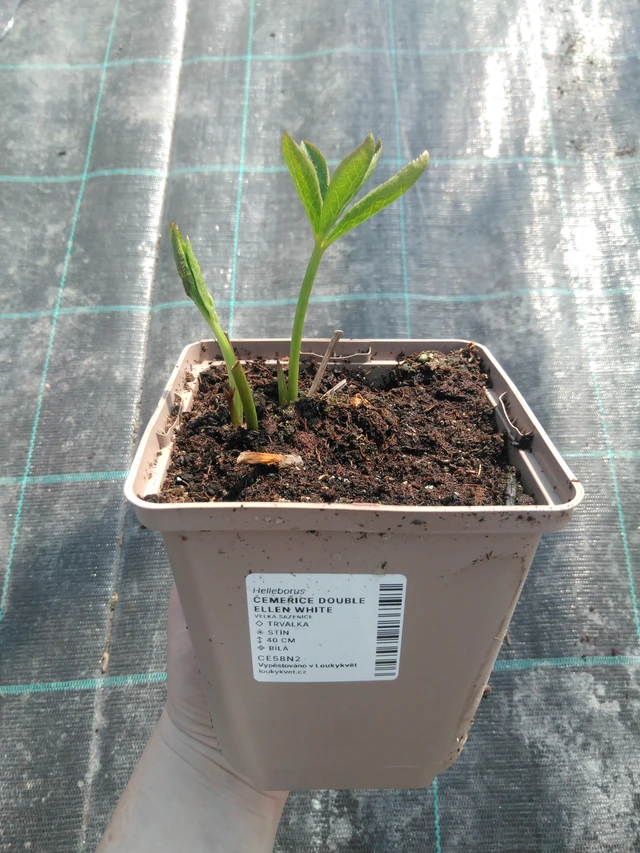 Čemeřice Double Ellen White - 3. 4. 2025