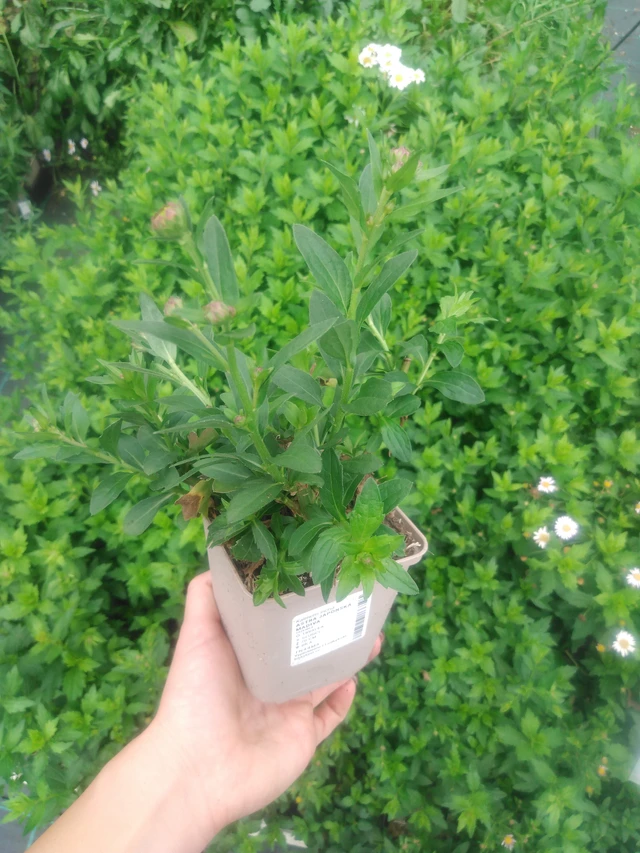 Aster japonés Madiva - 2024