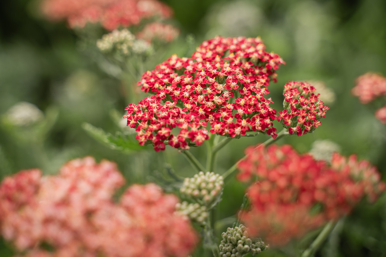 Cickafark Belle Epoque, Loukykvět