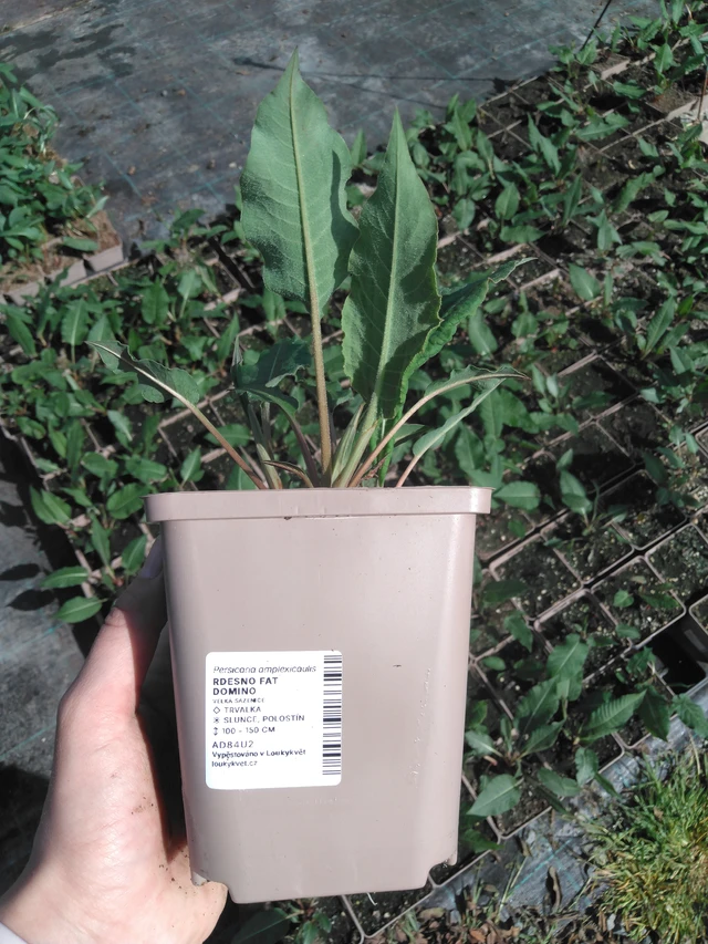 Knotweed Fat Domino - 2024