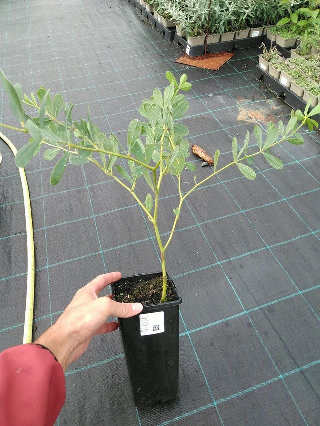 Baptisia australis - 28. 7. 2025