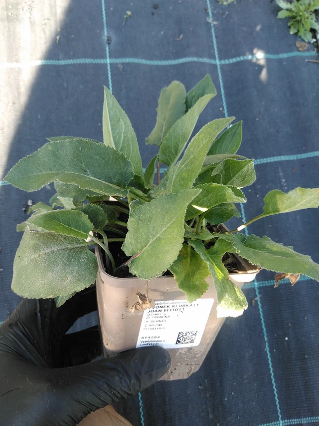 Karpaattienkello Joan Elliott - 19. 8. 2025