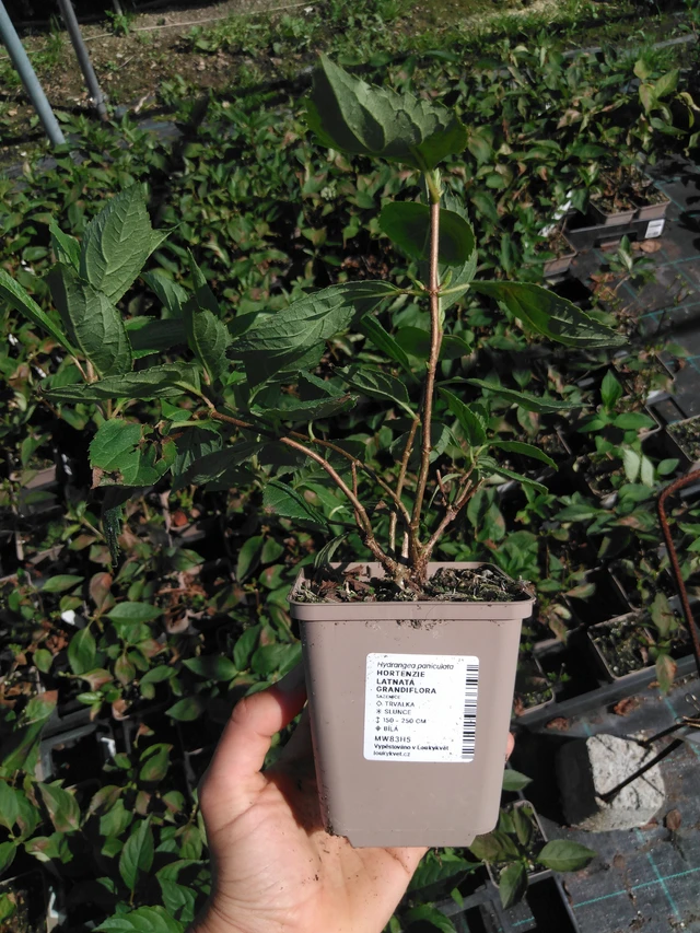 Hortensia Grandiflora - 2024