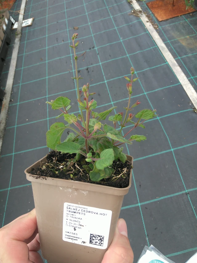 Šalvěj cedrová Hot Trumpets - 11. 7. 2025