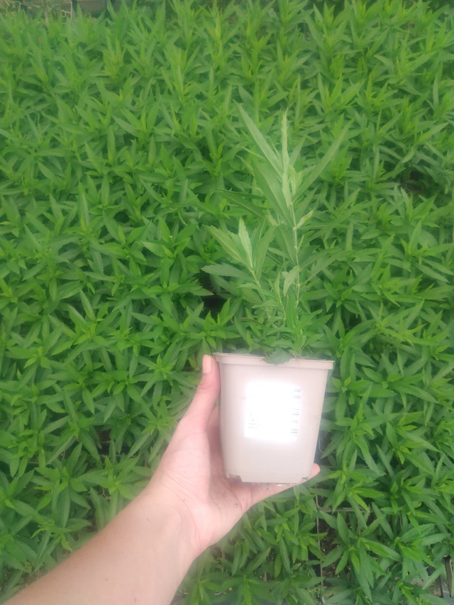 Řetězovka Vivid - 2024