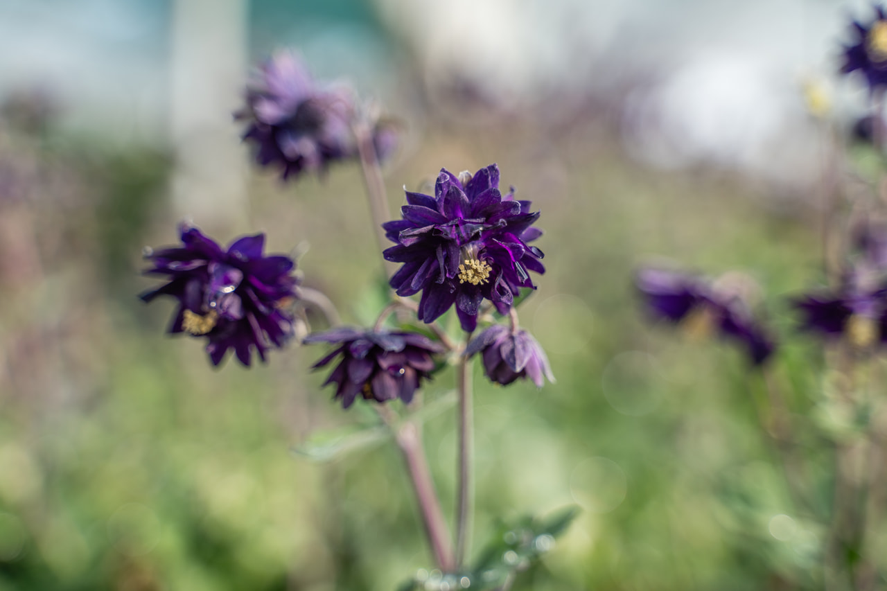 Orlíček Blue Barlow, Loukykvět