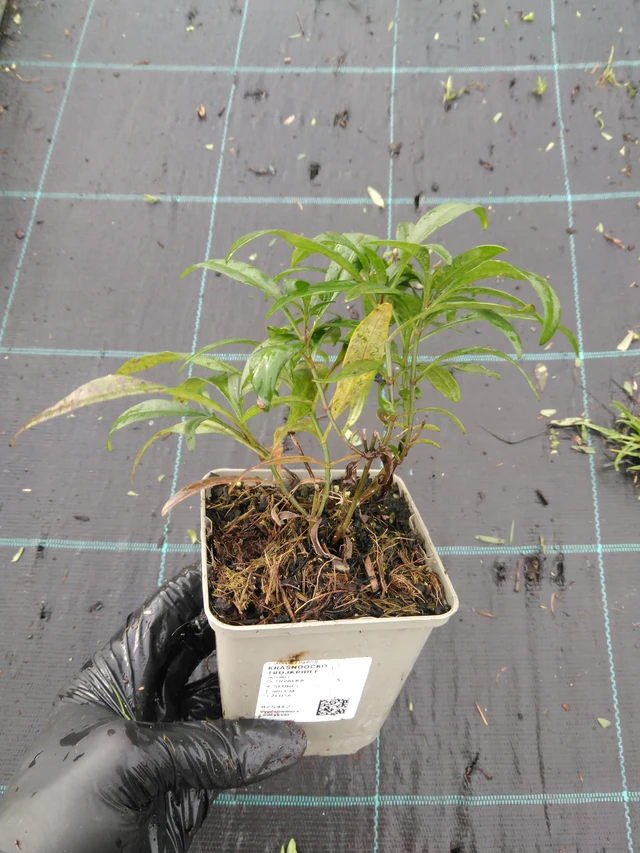 Coreopsis trojkřídlé - 23. 10. 2025