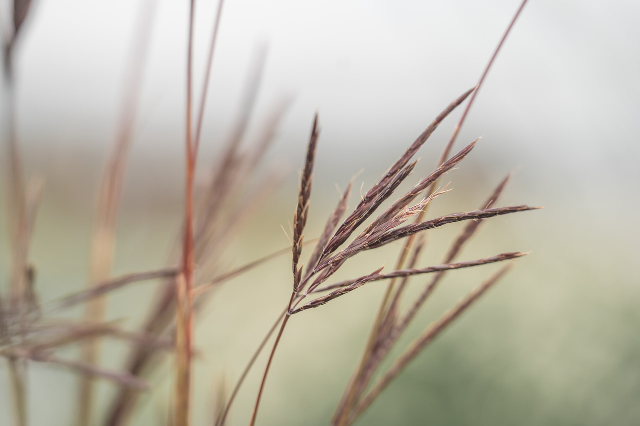 Baardgras JS Purple Konza, Loukykvět