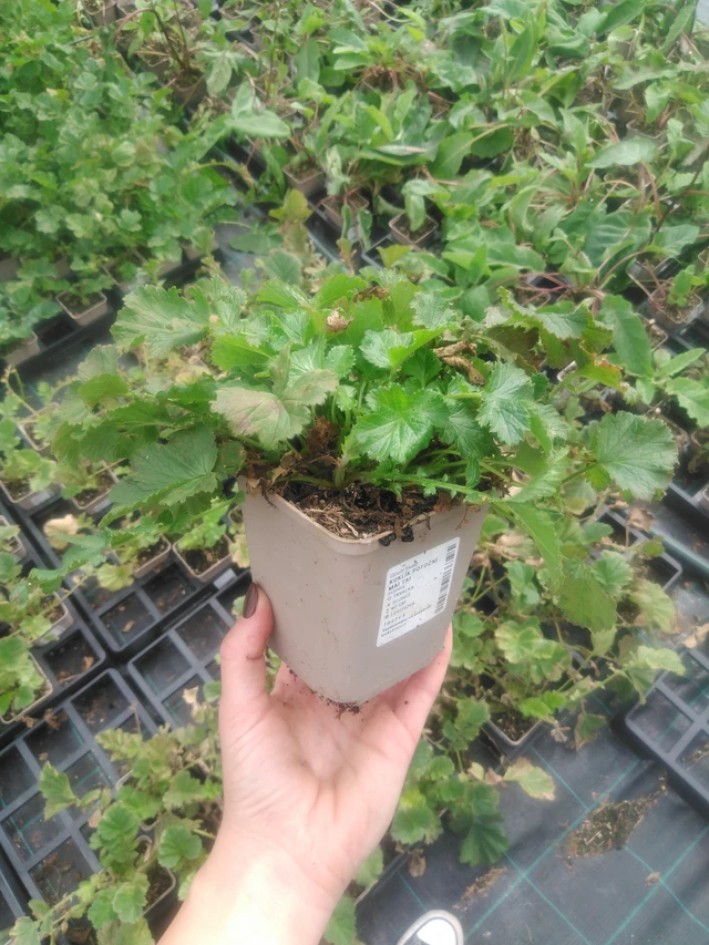 Kuklík Mai Tai - 2024