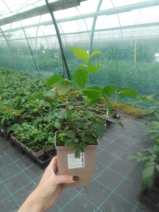 Astilbe Gloria Purpurea - 2024