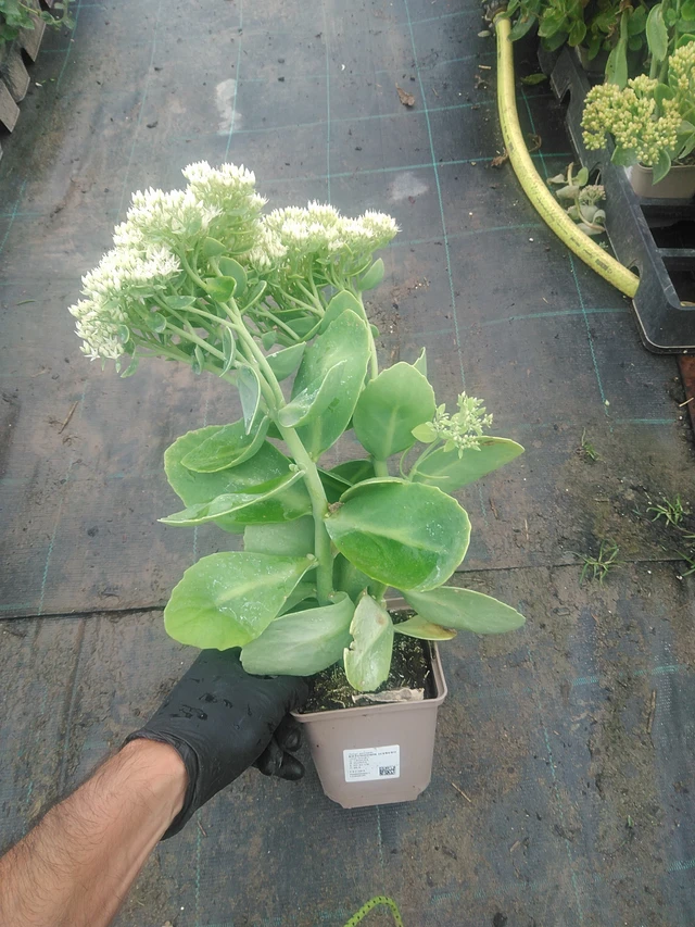 Maksaruoho Iceberg - 10. 9. 2025