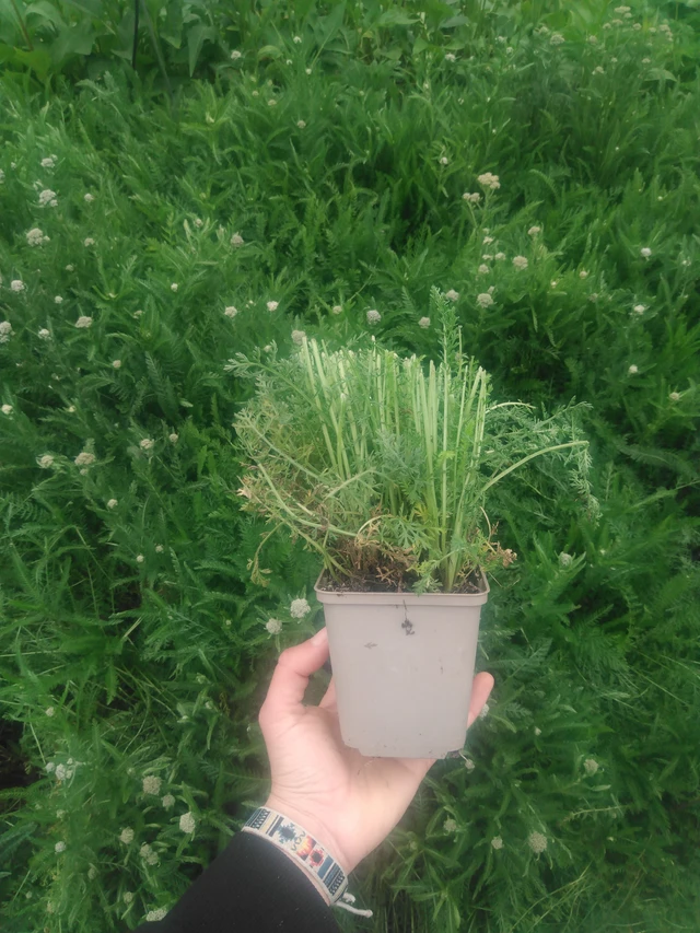 Řebříček Summer Pastels - 2024