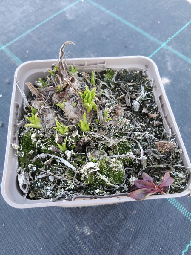 Liatris Floristan White - 3. 4. 2025