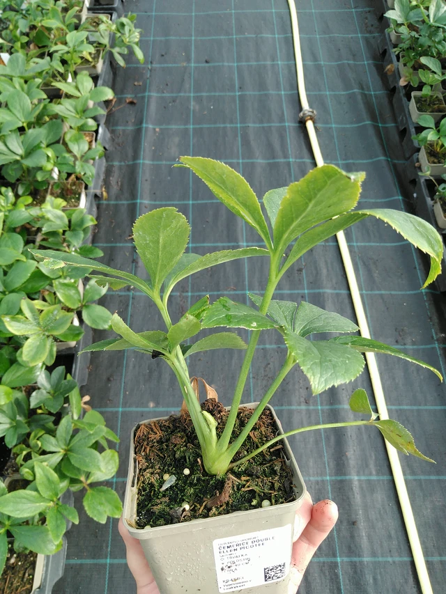 Čemeřice Double Ellen Picotee - 28. 7. 2025