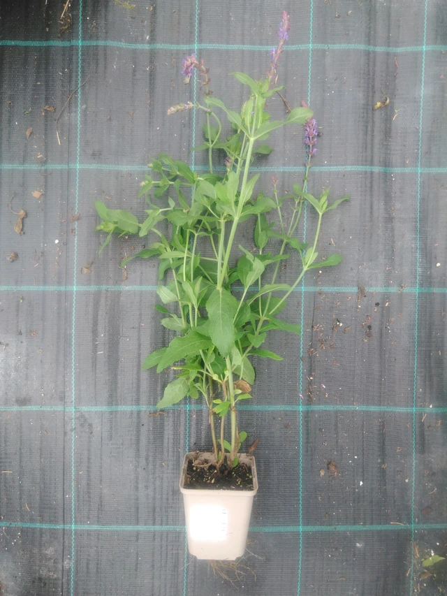 Šalvěj hajní Mainacht - 2024