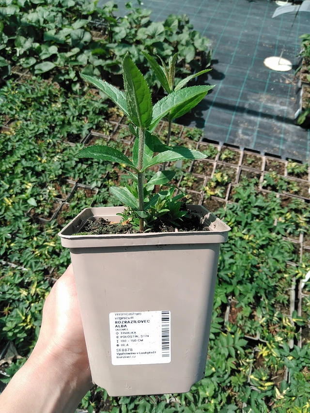 Rozrazilovec Album - 13. 5. 2025