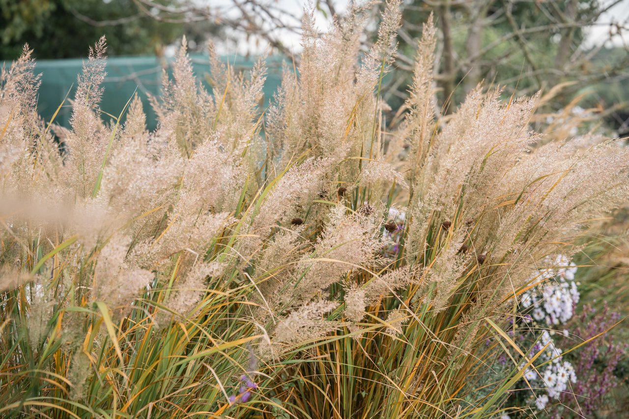 Szőrös nádtippan, Loukykvět
