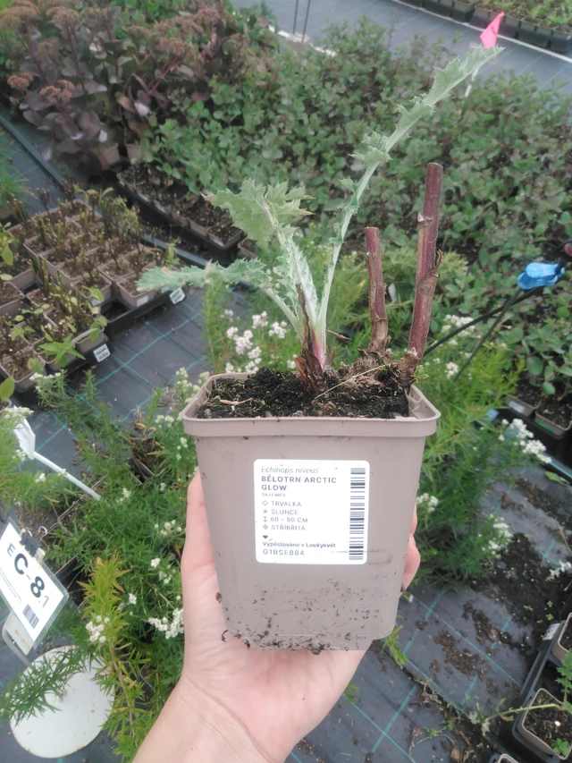 Sinipallo-ohdake Arctic Glow - 2024