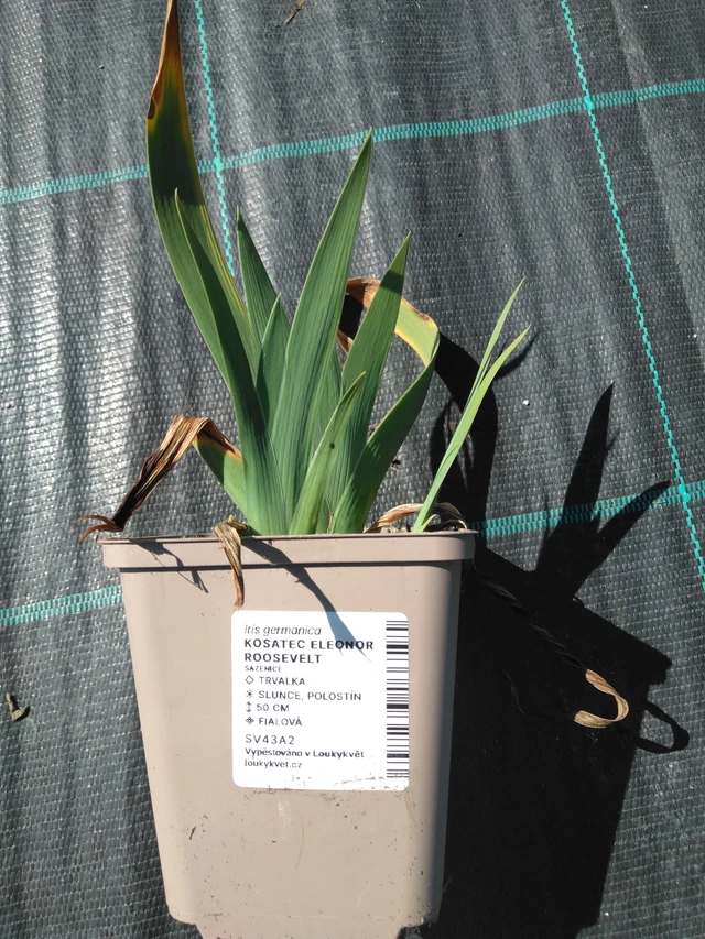 Kosatec Eleonor Roosevelt - 3. 4. 2025