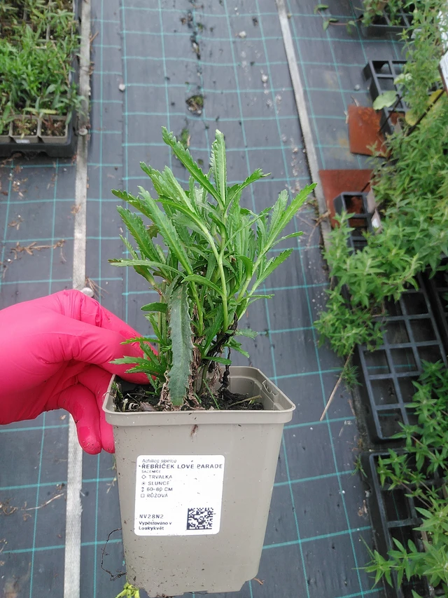 Milenrama Love Parade - 29. 7. 2025