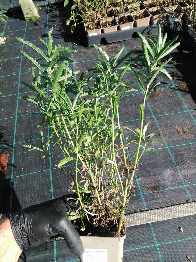 Milenrama Love Parade - 19. 8. 2025