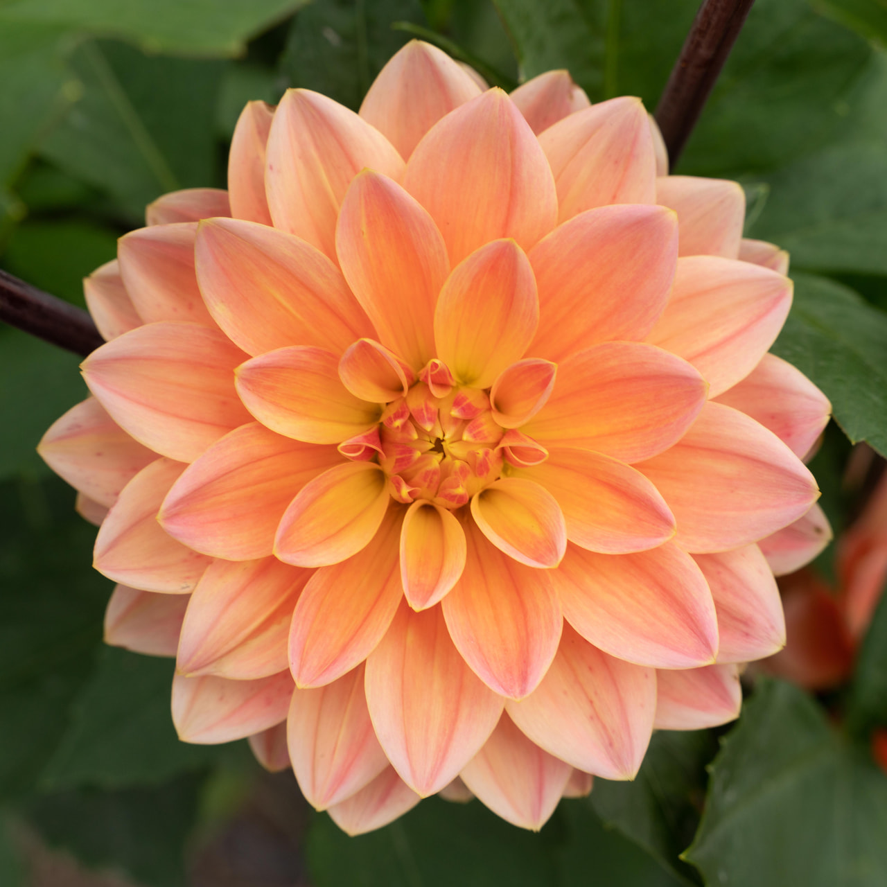 Jiřina Apricot Desire, Loukykvět