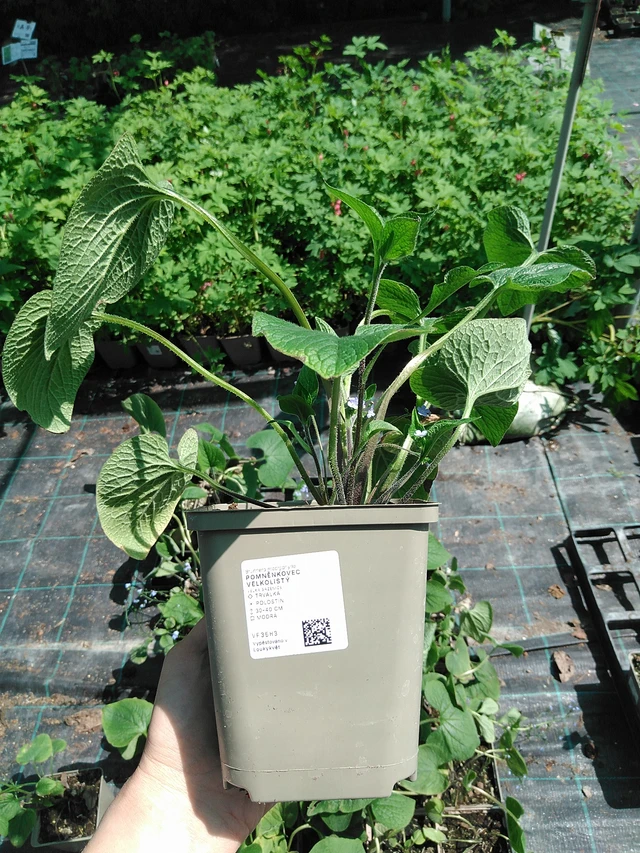 Nomeolvides de hojas grandes  - 13. 5. 2025