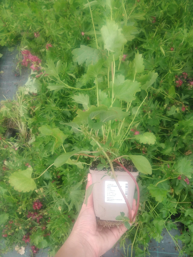 Malesiini Wine Red - 2024