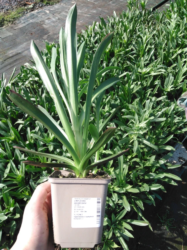 Helenium hoopesii - 2024