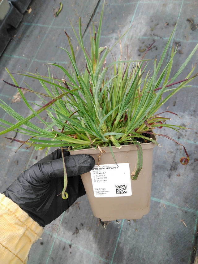 Véres szegfű - 1. 4. 2026