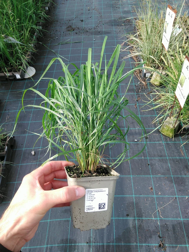 Třtina chloupkatá - 28. 7. 2025