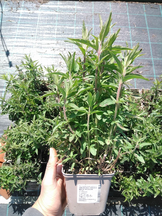 Menta de montaña americana Pilosum - 13. 5. 2025