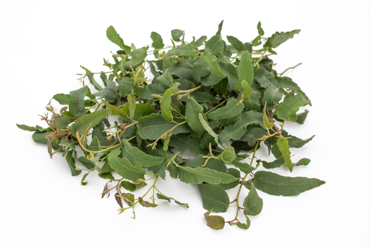 Eukalyptus citrónový, Loukykvět