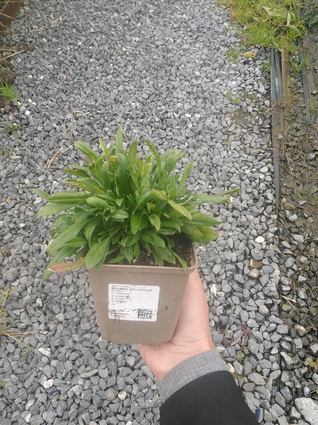 Silenen Splendens - 10. 10. 2025