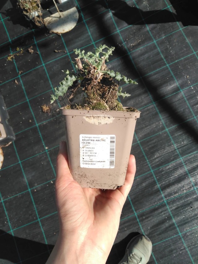 Sinipallo-ohdake Arctic Glow - 3. 4. 2025