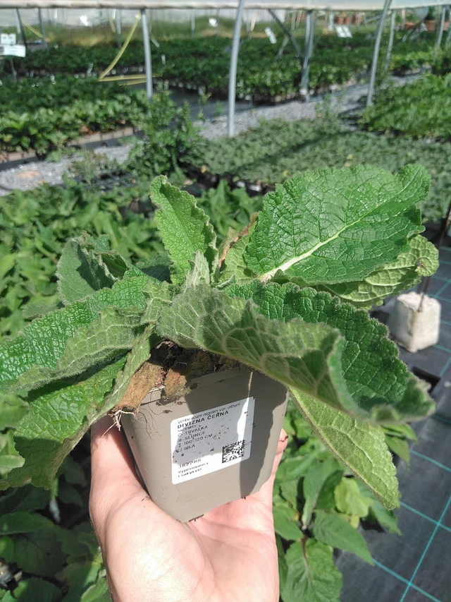 Kukonharja musta - 24. 6. 2025