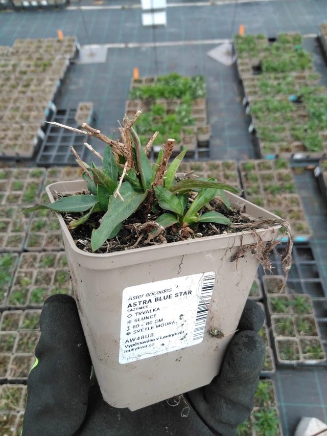 Asteri Blue Star - 8. 4. 2025