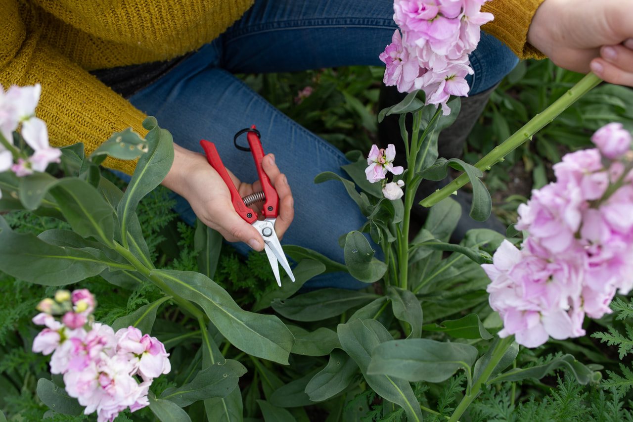 Floristické nůžky, Loukykvět