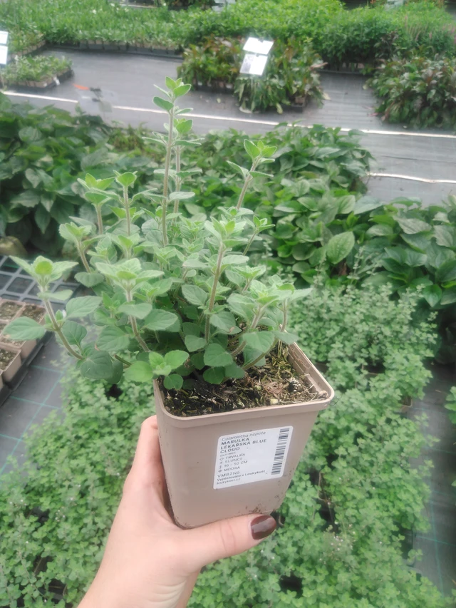 Calamint Blue Cloud - 2024