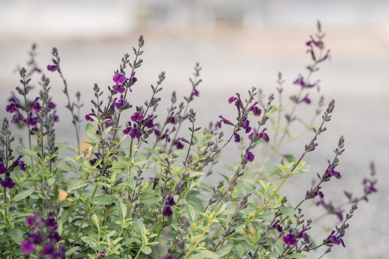 Šalvěj Nachtvlinder, Loukykvět
