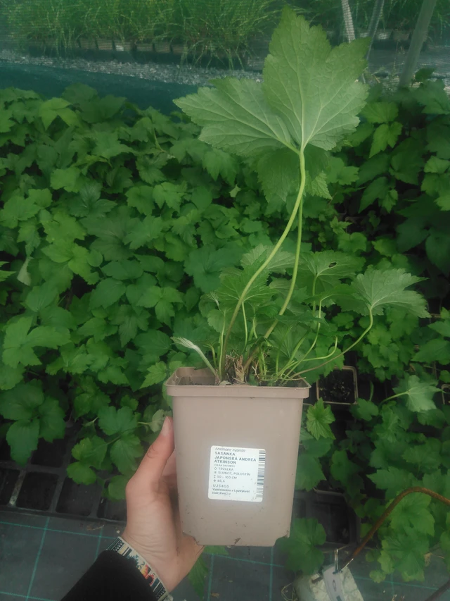 Sasanka japonská Andrea Atkinson - 2024