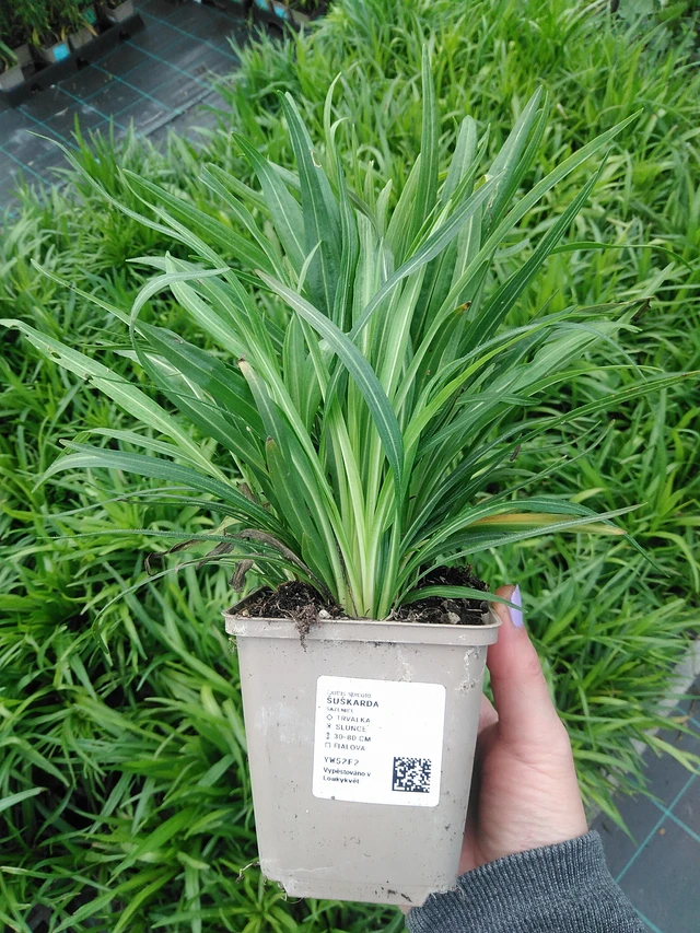 Punatope - 9. 6. 2025