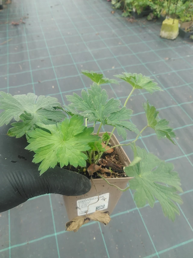 Kurjenpolvi Rozanne - 10. 9. 2025