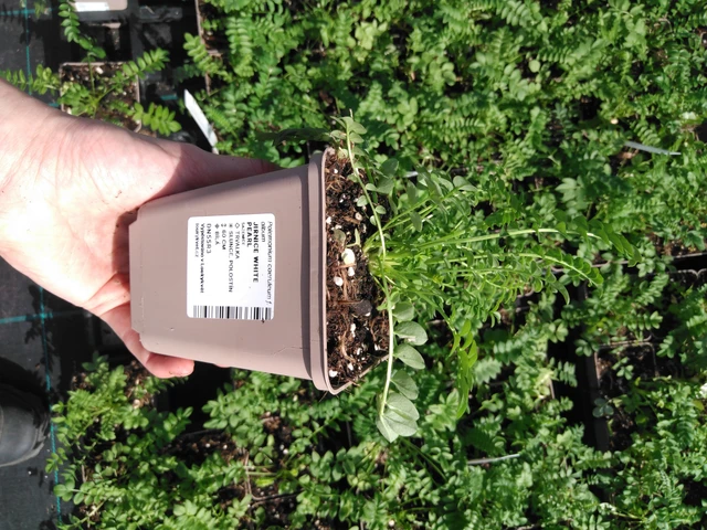 Astrantia White Pearl - 2024