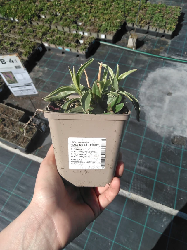 Flox Nora Leight - 3. 4. 2025