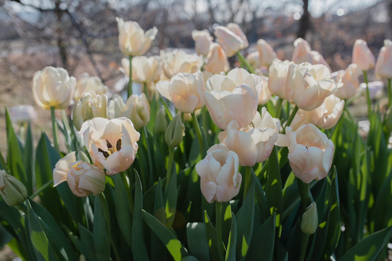 Tulipán Apricot Pride (Zantubeau), Loukykvět