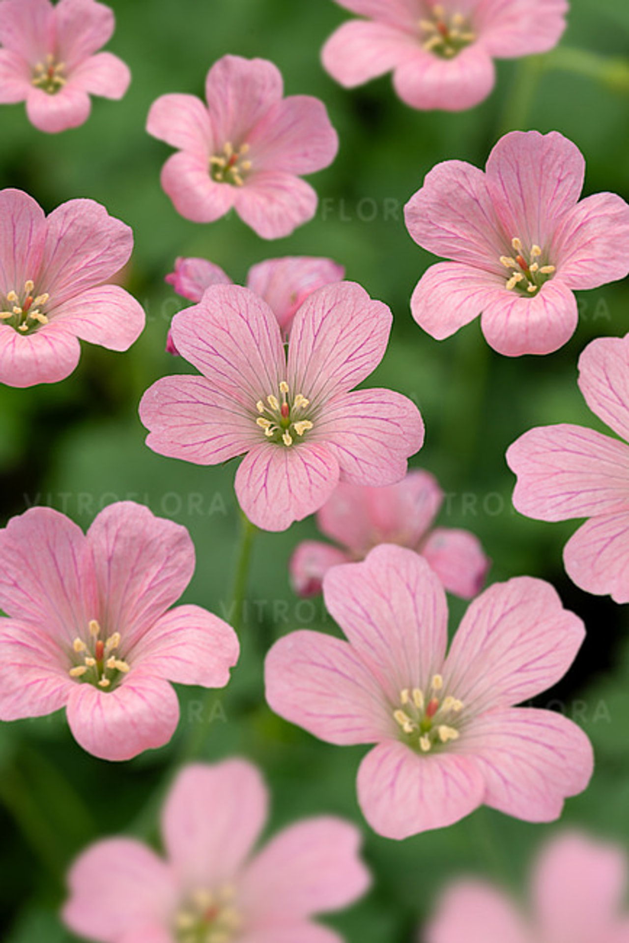 Kakost Wargrave Pink, Loukykvět