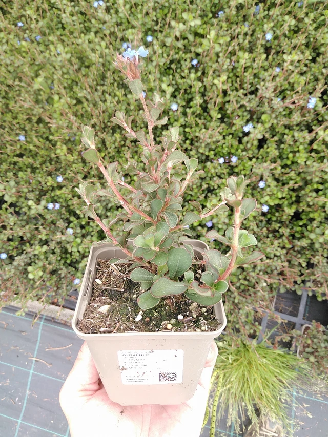 Plumbago - 21. 7. 2025