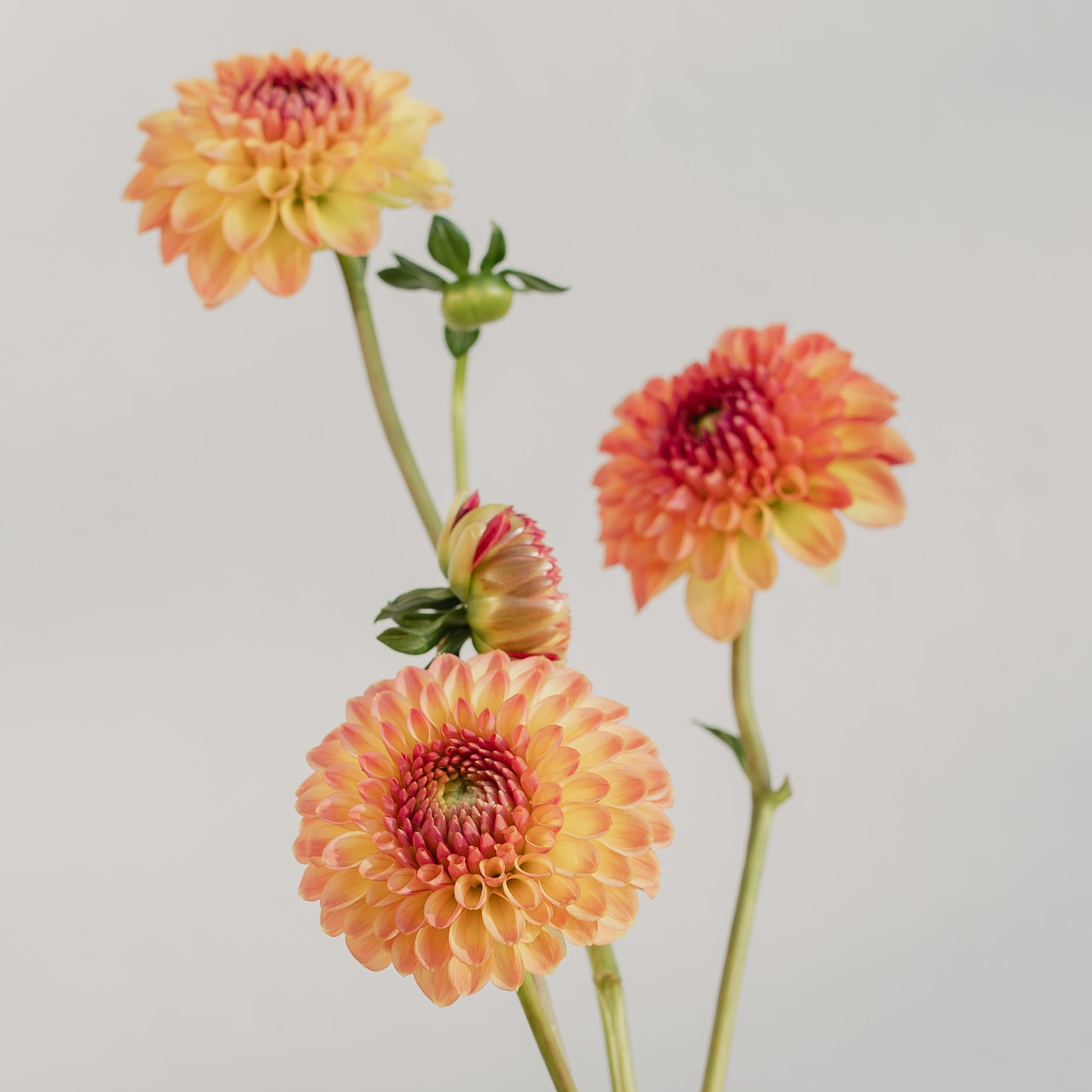 Dahlia Bonanza, Loukykvět